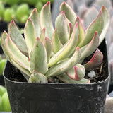 Potted Crassula 'Candy Cane' plant with green and pink leaves in a black pot.