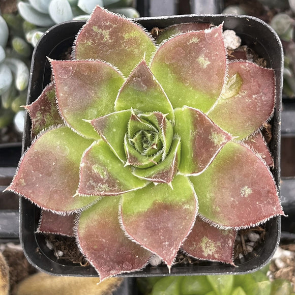 Sempervivum 'Strawberry Kiwi' plant in a pot with a blurred background