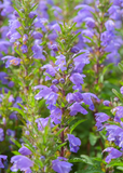 Close-up of purple Moldavian Balm ‘Dragon Balm’ (Dracocephalum moldavica) flowers with green leaves