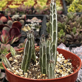 Potted Senecio stapeliiformis plant in a red pot with a blurred garden background