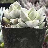 PottedCrassula 'Moonglow' with a blurred background