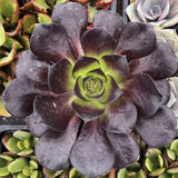 Close-up of Aeonium 'Black Rose' with dark purple leaves and green center.