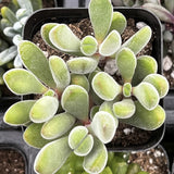 Crassula congesta in a pot with a blurred background