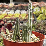 Potted Senecio stapeliiformis with a red pot in a greenhouse setting