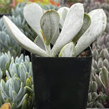 Potted Cotyledon Pig's Ear with white-frosted leaves in a black pot, surrounded by other plants.