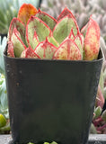 Echeveria 'Ana Lu' with red and green leaves in a black pot