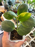 Hoya Obscura Albo