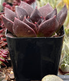 Echeveria 'Black Prince' plant in a black pot with other plants in the background