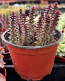 Crassula 'Pagoda Village' plant with reddish-brown leaves in a pot