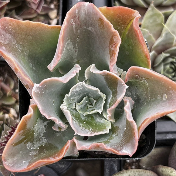 Close-up of Echeveria 'Domingo'