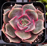 Succulent Echeveria 'Red Ball' with pink and green leaves in a pot