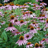 Bouquet of pink and brown flowers with green leaves ECHINACEA Seeds, Purpurea