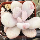 Pink Moonstone Pachyphytum plant in a pot with a blurred background