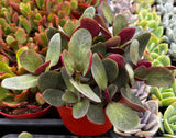 Close-up of Crassula 'Pondo Cliff' plant with green and red leaves, surrounded by other plants.