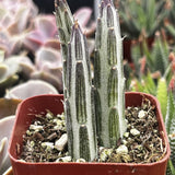 Senecio stapeliiformis plant in a red pot with a blurred background of other plants