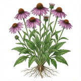 Illustration of ECHINACEA Purpurea