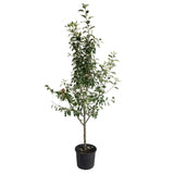 3-in-1 Apple Tree
