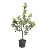 Fuji Apple Tree