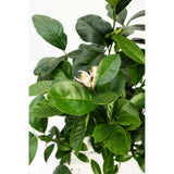 Improved Meyer Lemon Bush
