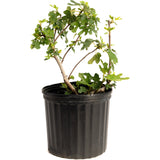 Black Mission Fig