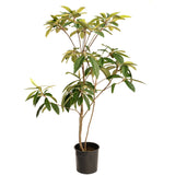 Japanese Loquat