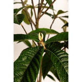 Japanese Loquat