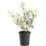 Potted plant with green leaves on a white background