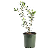 Potted plant with green leaves on a white background