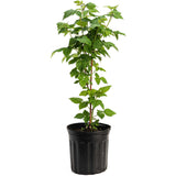 Nova Red Raspberry Plant