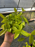 Hoya Carnosa