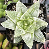 Haworthia retusa 'White Ghost' plant in a pot with a blurred background