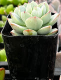 Green Echeveria 'Tippy Pink' plant in a black pot with a blurred background