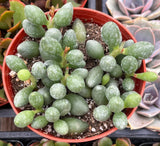 Adromischus oviformis in a red pot with a blurred background
