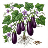 Illustration of an eggplant plant with fruits, leaves, and seeds on a white background EGGPLANT Seeds, Black Beauty