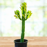 Potted Euphorbia royaleana plant on a wooden surface with a blurred natural background