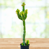 Potted Euphorbia royaleana plant on a wooden surface with a blurred natural background