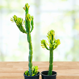 Two potted Euphorbia royaleana on a wooden surface with a blurred green background