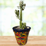 Potted Euphorbia royaleana plant in a colorful pot on a wooden surface with a blurred natural background