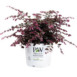 Jazz Hands Variegated® Loropetalum