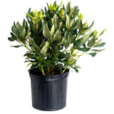 Nova Zembla Rhododendron