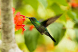 Hummingbird feeding on a red flower with a blurred green background Hummingbird Haven Mix