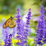 Monarch butterfly on purple flowers with a blurred green background Monarch Meadow Native Mix
