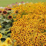 Field of yellow flowers with brown centers in a garden setting Western Wonders Native Wildflower Mix