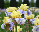 Easter Candy Bi-Color Yellow and Blue Iris in a garden setting with a blurred background
