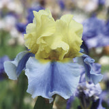 Easter Candy Bi-Color Yellow and Blue Iris with a blurred garden background