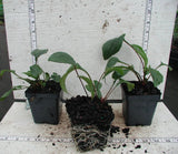 Plant size