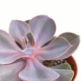 Close-up of a Echeveria 'Perle Von Nurnberg' with a blurred background