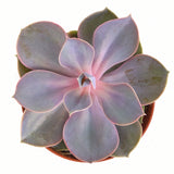 Echeveria 'Perle Von Nurnberg'