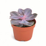 Echeveria 'Perle Von Nurnberg'