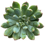 Close-up of a × Sedeveria ‘Blue Elf’ plant with a white background